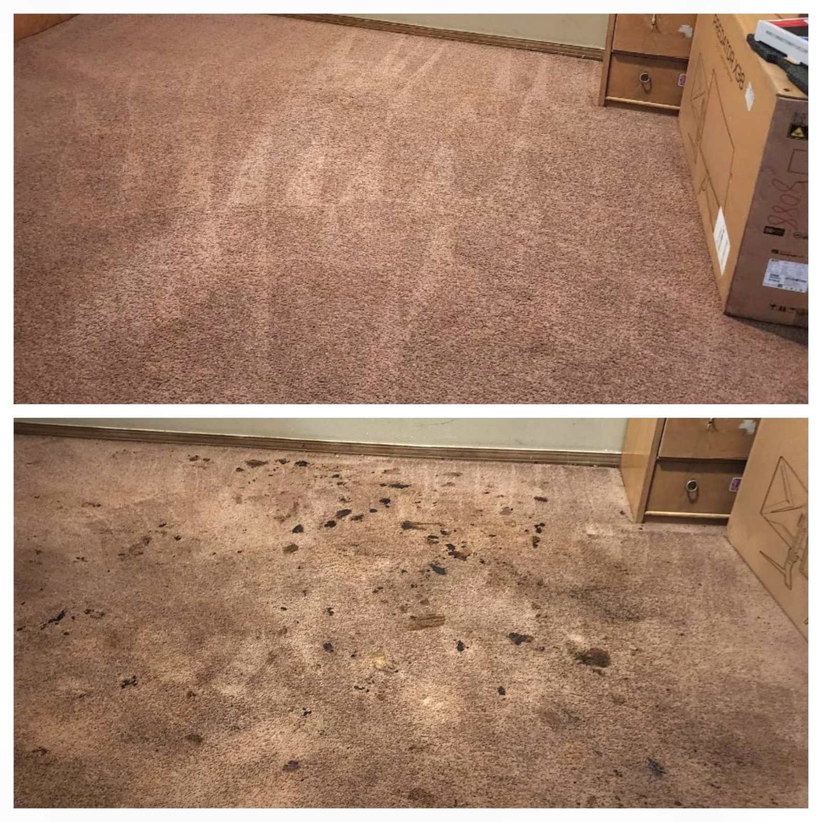 best carpet cleaning springdale ar