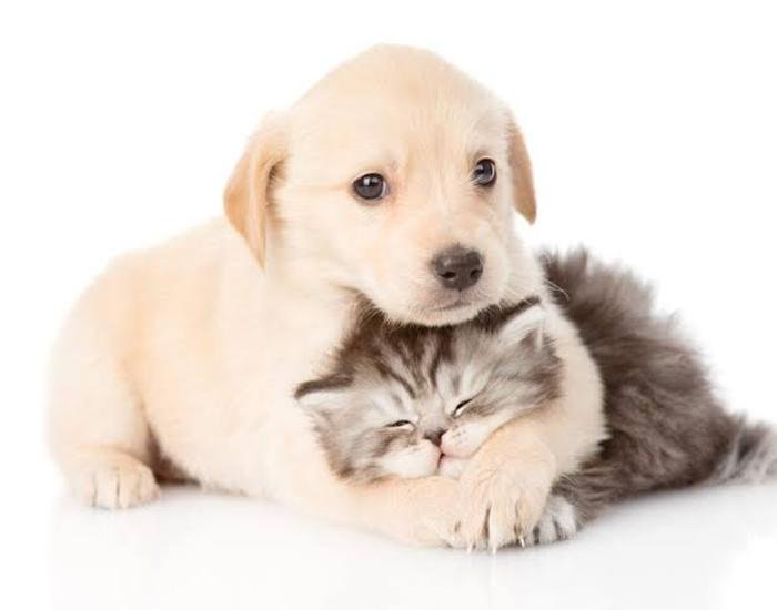 Puppy and kitten together, symbolizing pet-friendly carpet cleaning